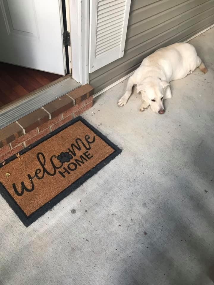 A dog resting beside an open front door and a welcome-home mat.